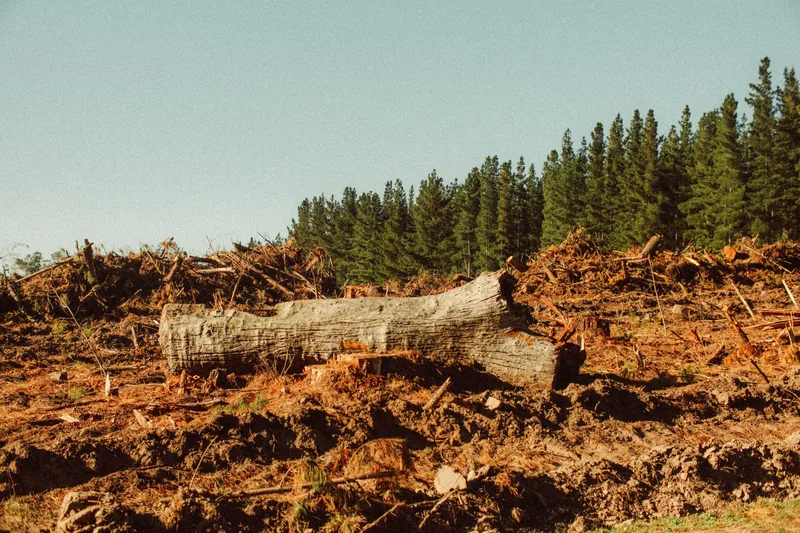 Fallen logs and cleared timber on a forested property with a pine treeline behind — result of land clearing in Huntsville Ontario