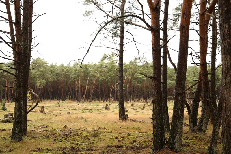 Forest floor with tree stumps remaining after trees are removed
