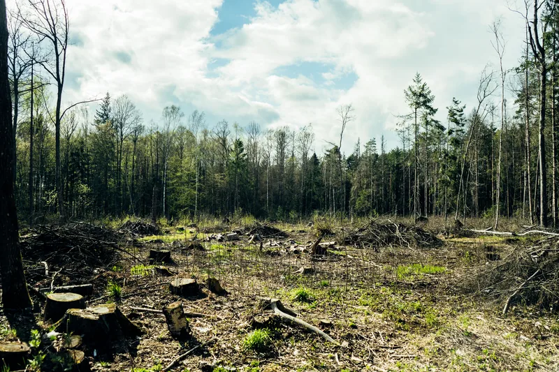 A cleared forest lot with stumps and open ground in early spring — typical of Muskoka land clearing results in Bracebridge Ontario