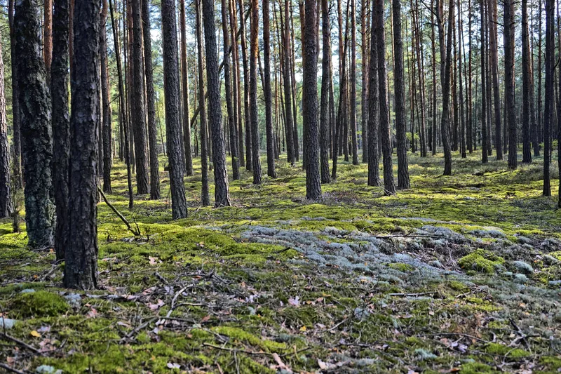 Dense pine forest with moss-covered ground in Muskoka Ontario — the type of forested terrain common on Bracebridge properties